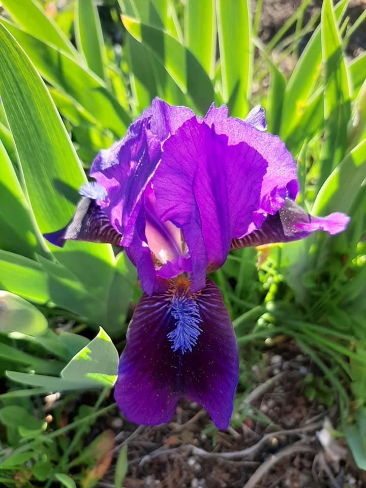 Photo of Irises (Iris) uploaded by pixie62560