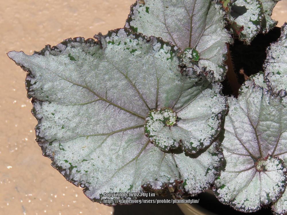 Photo of Rex Begonia (Begonia rex) uploaded by plantladylin