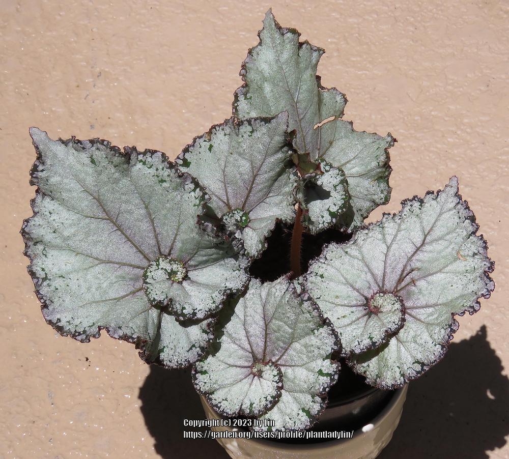 Photo of Rex Begonia (Begonia rex) uploaded by plantladylin