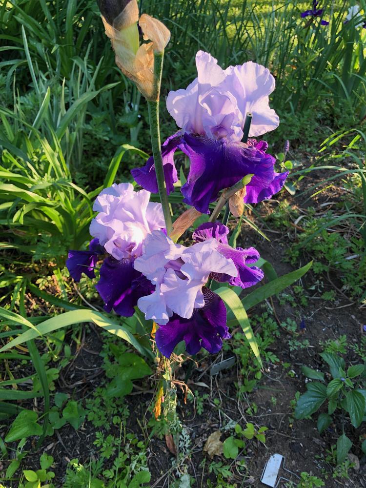 Photo of Tall Bearded Iris (Iris 'Best Bet') uploaded by rjtepper