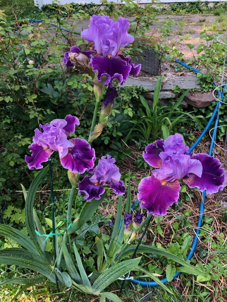 Photo of Tall Bearded Iris (Iris 'About Town') uploaded by rjtepper