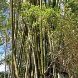 Location: My garden in Tampa, Florida
Date: 2023-05-14
Busch Gardens, bamboos.