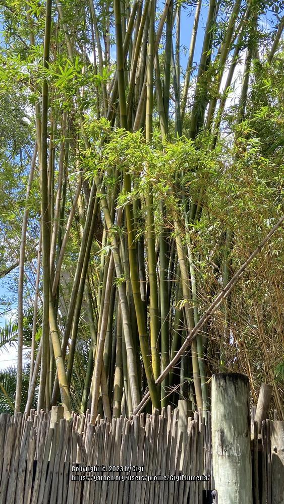 Photo of Bamboo (Bambusa) uploaded by GigiPlumeria