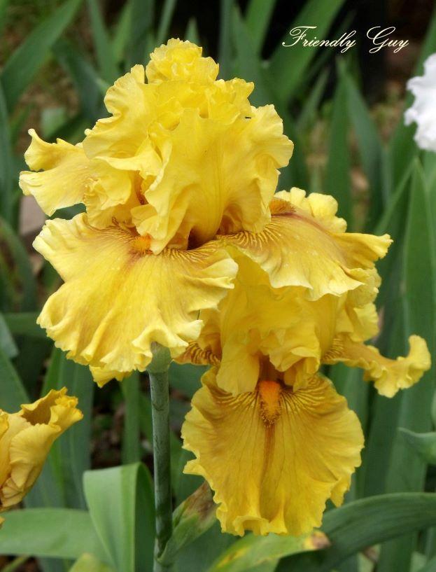 Photo of Tall Bearded Iris (Iris 'Friendly Guy') uploaded by Ladylovingdove