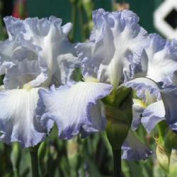 Location: My garden, Watkins Glen, NY
Date: 5.28.23
Still trying to capture the color of this iris. For some reason i