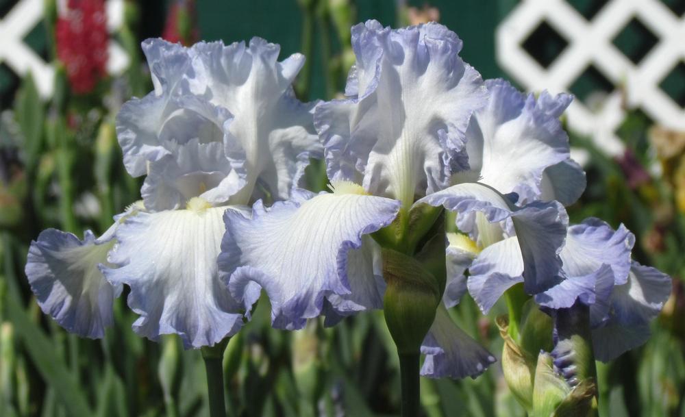 Photo of Tall Bearded Iris (Iris 'Stan Coates') uploaded by LynNY