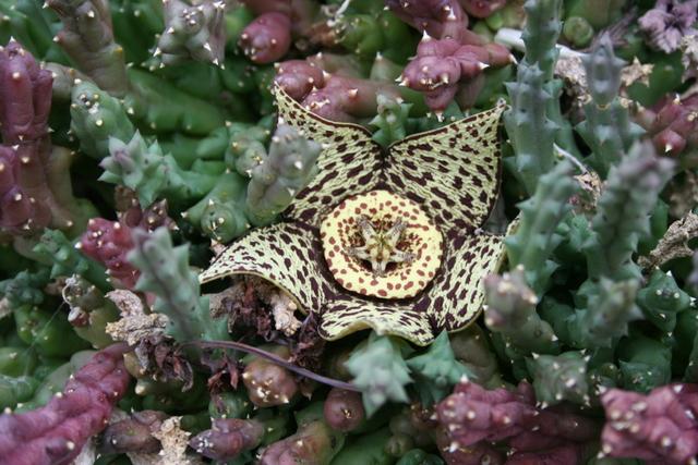 Photo of Starfish Cactus (Ceropegia mixta) uploaded by RuuddeBlock