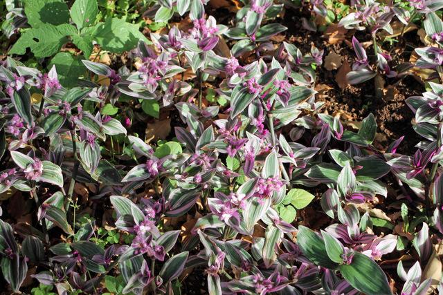 Photo of Oyster Plant (Tradescantia spathacea) uploaded by RuuddeBlock
