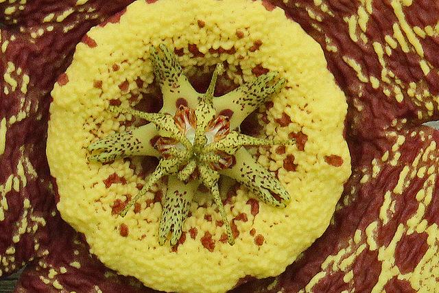 Photo of Starfish Cactus (Ceropegia mixta) uploaded by RuuddeBlock