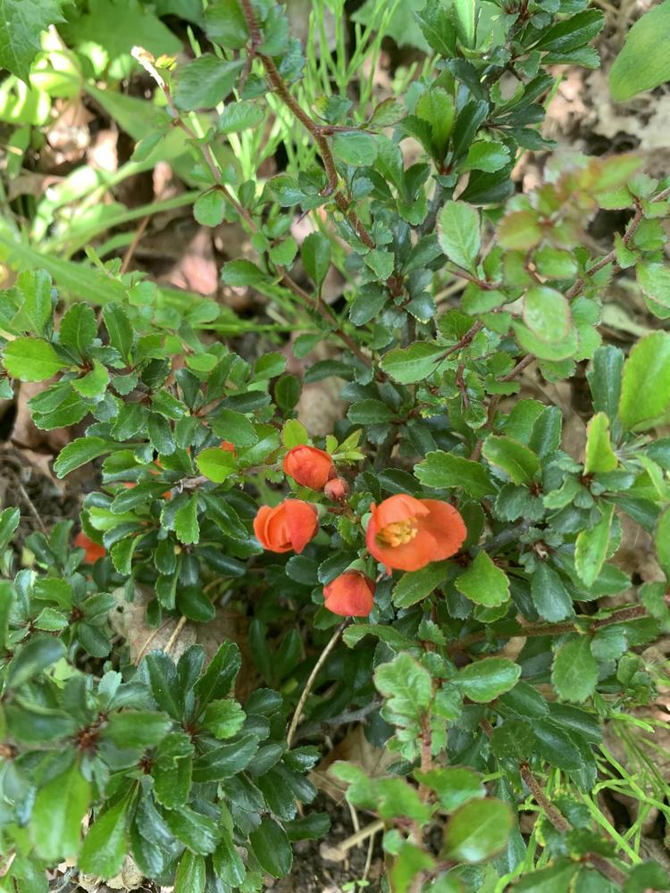 Photo of Dwarf Flowering Quince (Chaenomeles japonica 'Chojubai Red') uploaded by SkirtGardener