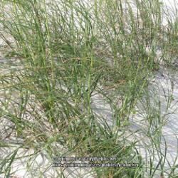 Location: Kure Beach, North Carolina (dune complex)
Date: May 24, 2023
Sea oats #460; RAB p. 66, 29-13-4; AG p. 662, 129-60-1, "Ancient 