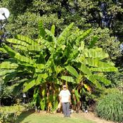 This is a picture of me standing in front of my banana tree. I am