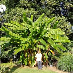 Location: Fort Washington Maryland
Date: 2021-10-02
This is a picture of me standing in front of my banana tree. I am
