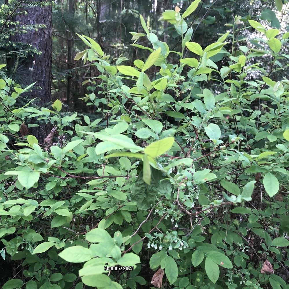 Photo of Deerberry (Vaccinium stamineum) uploaded by sedumzz