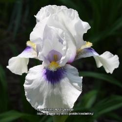 Location: My Garden, Ontario, Canada
Date: 2023-05-28
This Arilbred Iris has done well in my northern garden.