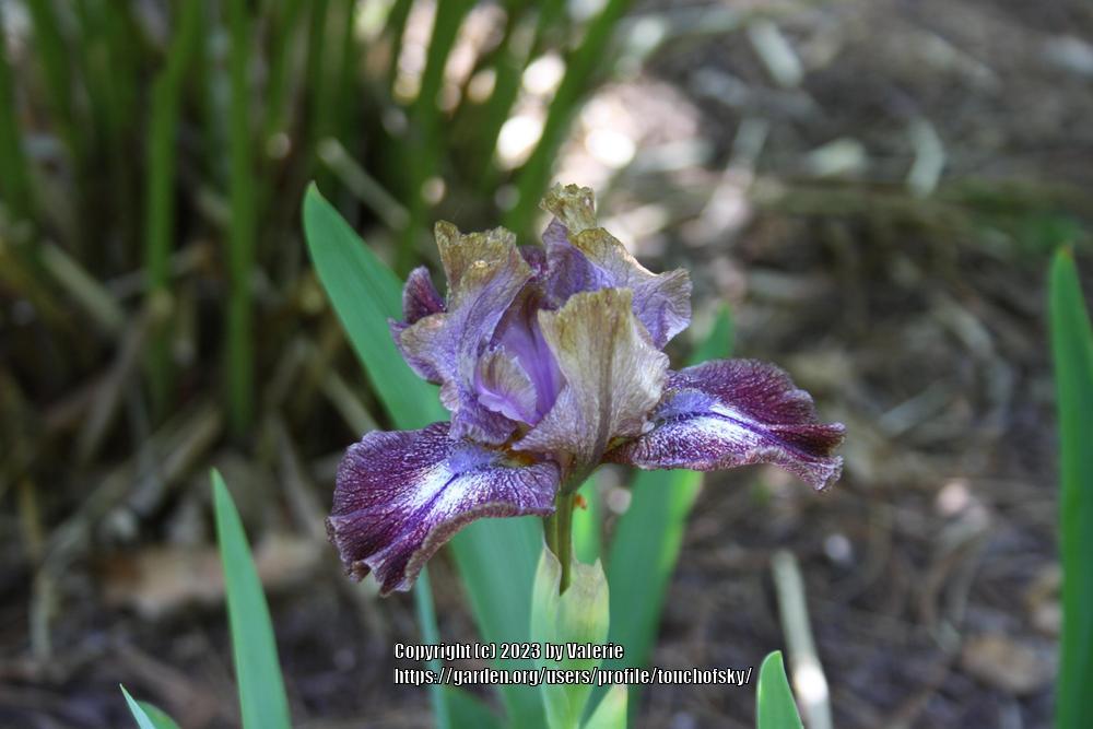 Photo of Standard Dwarf Bearded Iris (Iris 'Mesa Sunrise') uploaded by touchofsky