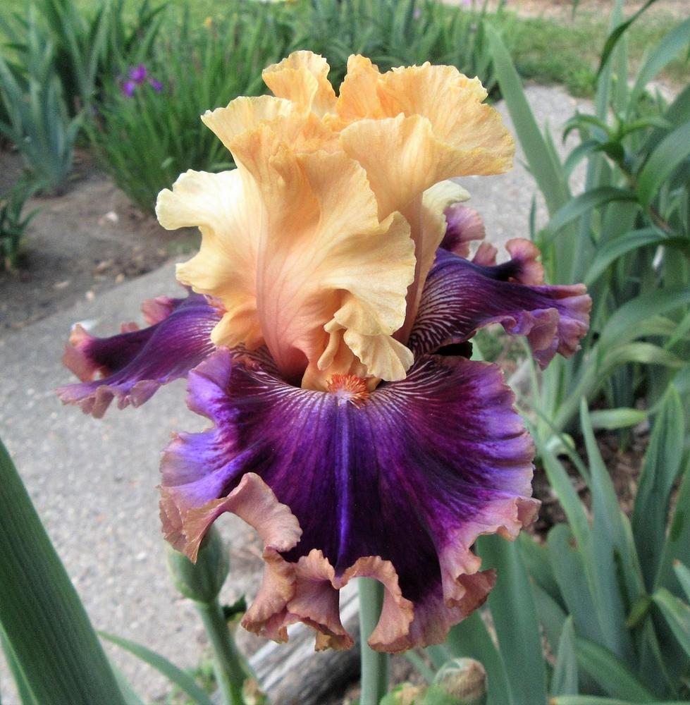 Photo of Tall Bearded Iris (Iris 'Coat of Many Colors') uploaded by tveguy3