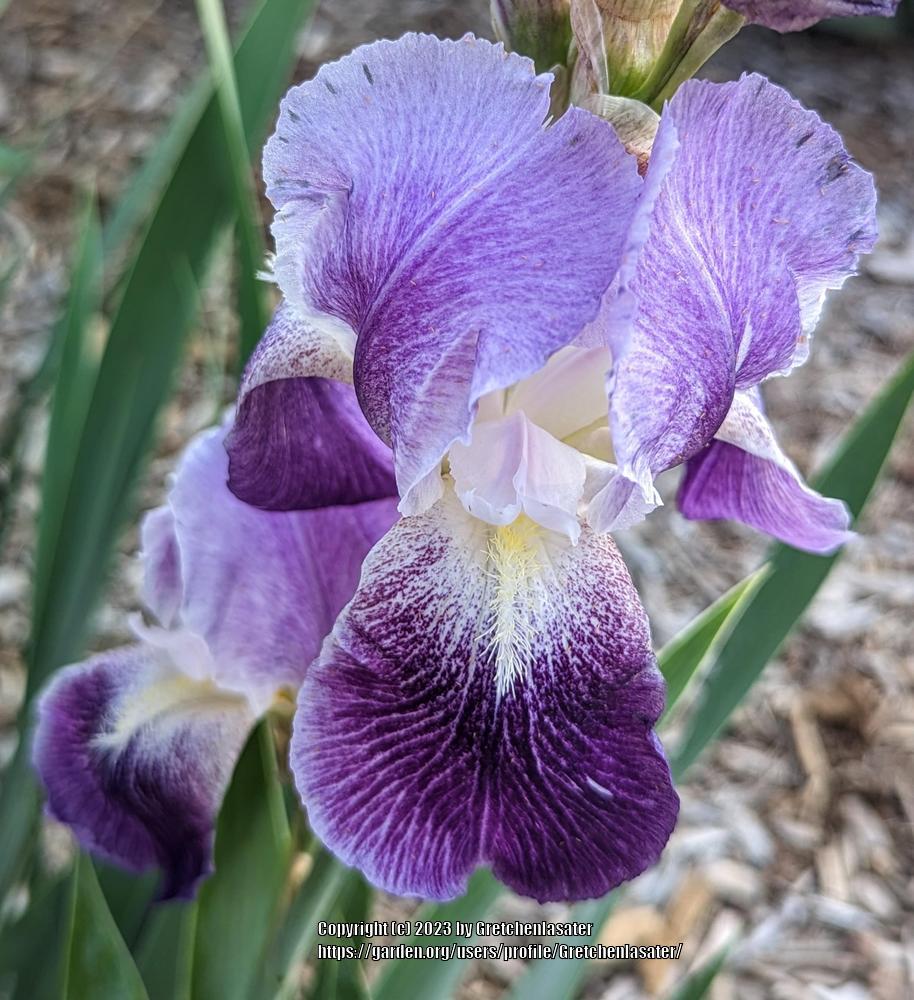 Photo of Tall Bearded Iris (Iris 'Pretty Pansy') uploaded by Gretchenlasater
