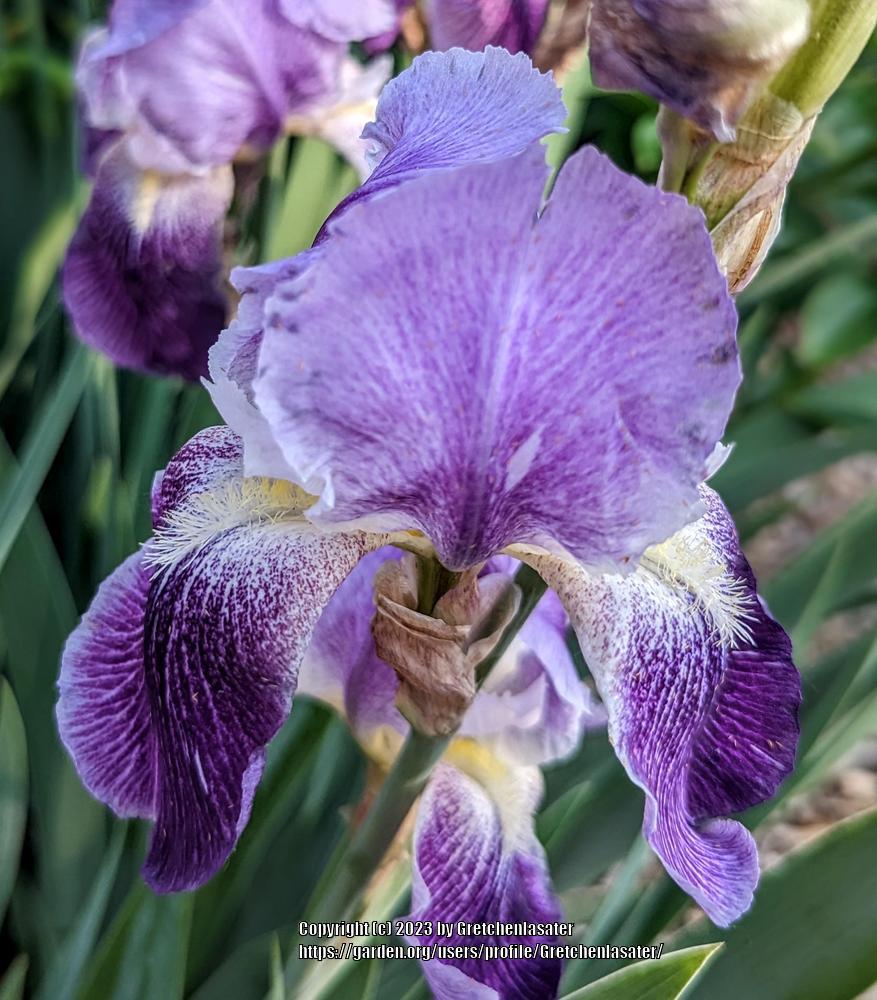 Photo of Tall Bearded Iris (Iris 'Pretty Pansy') uploaded by Gretchenlasater