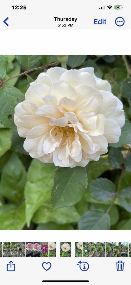 Photo of Hybrid Musk Rose (Rosa 'Buff Beauty') uploaded by Hotelholmangmailco