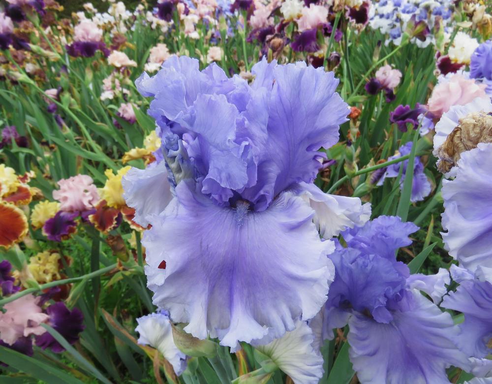 Photo of Tall Bearded Iris (Iris 'Enrico Fonti Gabici') uploaded by KentPfeiffer