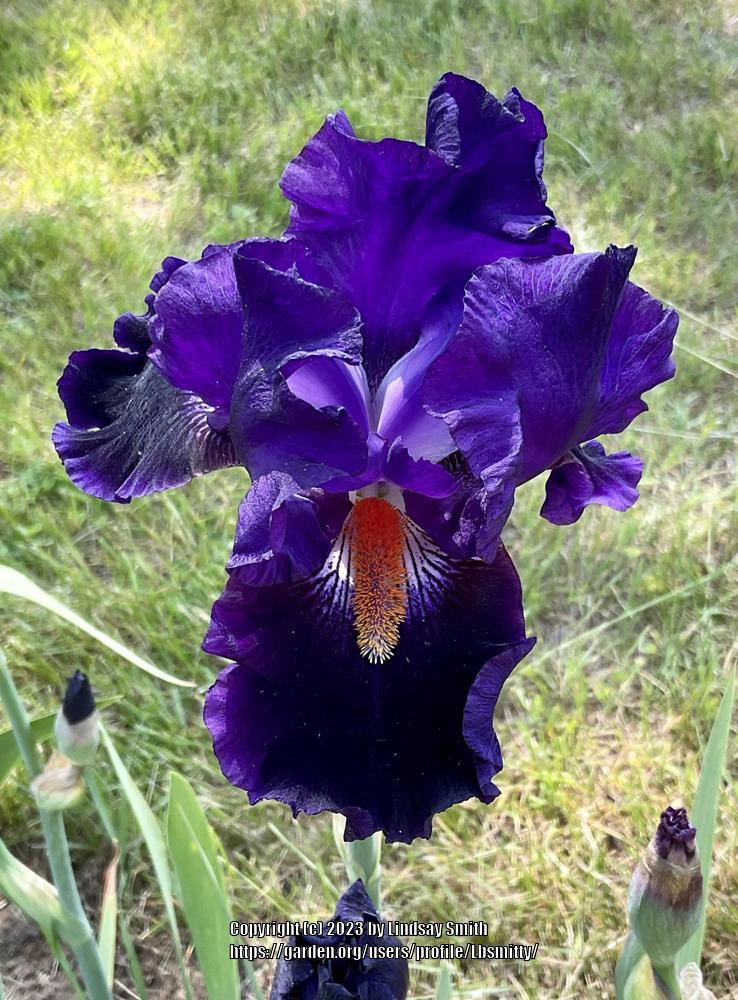 Photo of Tall Bearded Iris (Iris 'Tom Johnson') uploaded by Lbsmitty