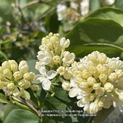 Location: Pineland Farms Lilac Garden, New Gloucester, Maine
Date: 2023-05-29
Yellow buds and pale yellow florets