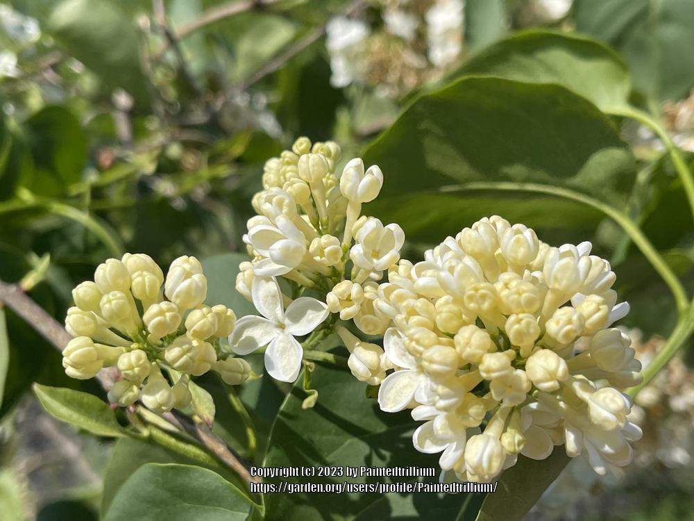 Photo of Common Lilac (Syringa vulgaris 'Primrose') uploaded by Paintedtrillium
