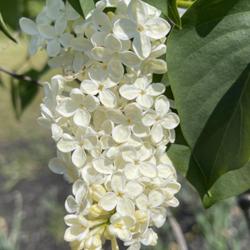 Location: Pineland Farms Lilac Garden, New Gloucester, Maine
Date: 2023-05-29
Pretty pale yellow, grown in full sun
