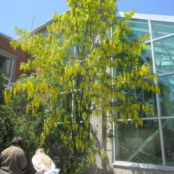 Location: Burlington, Ontario
Date: 2023-05-26
Golden Chain Tree (Laburnum anagyroides) in Royal Botanical Garde