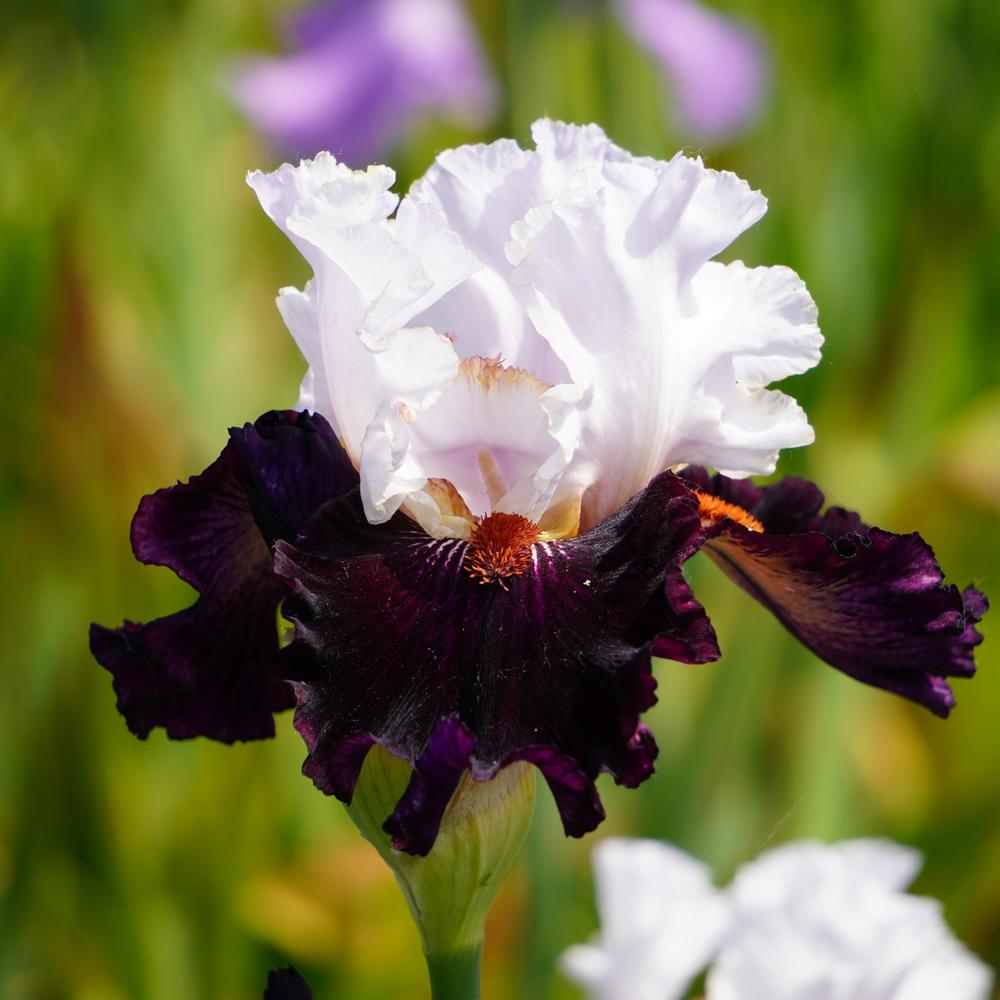Photo of Tall Bearded Iris (Iris 'Starring') uploaded by D3LL