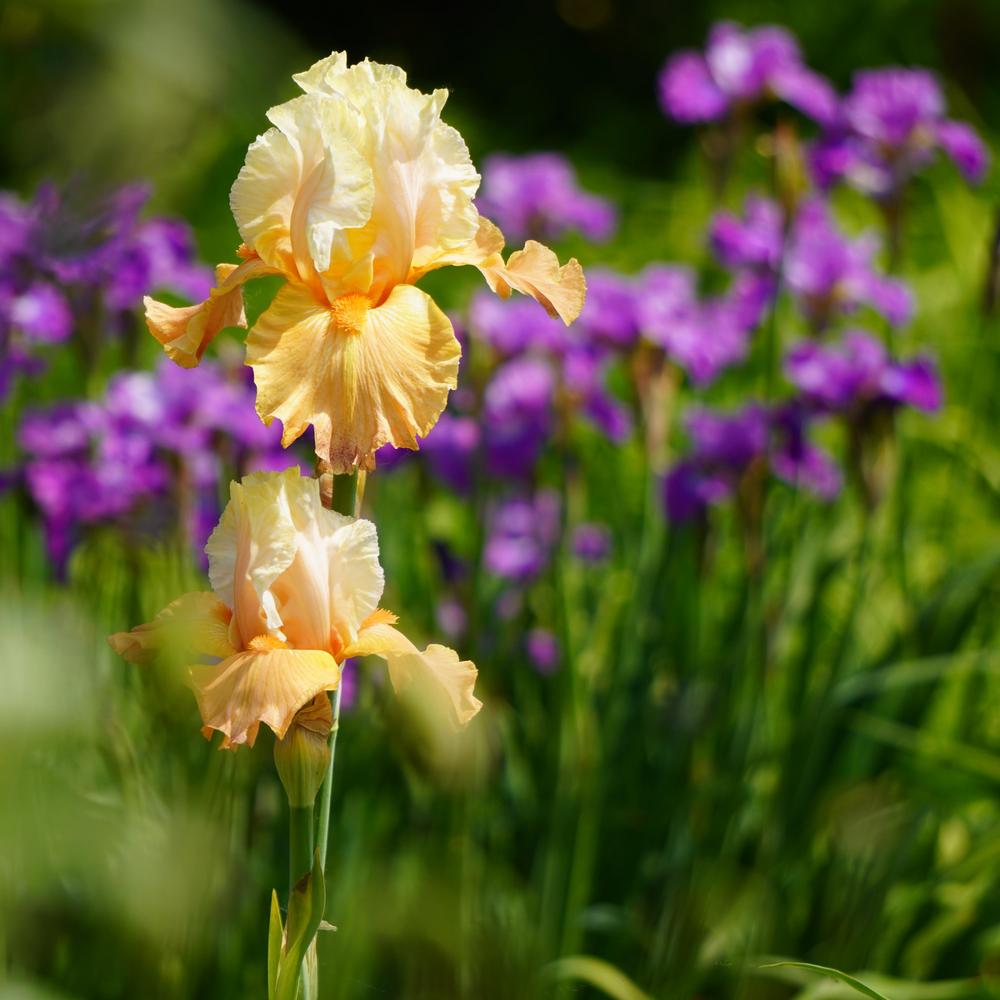 Photo of Tall Bearded Iris (Iris 'Gourmandise') uploaded by D3LL
