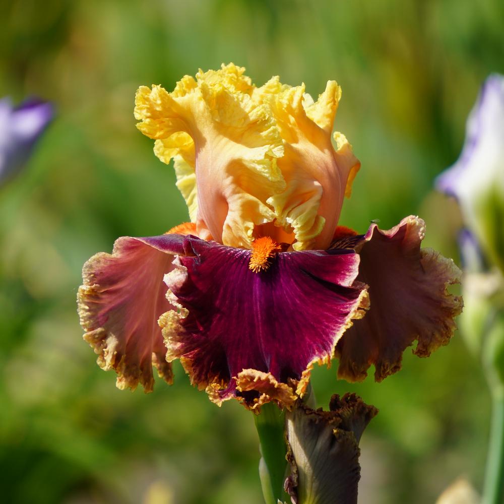 Photo of Tall Bearded Iris (Iris 'Decadence') uploaded by D3LL