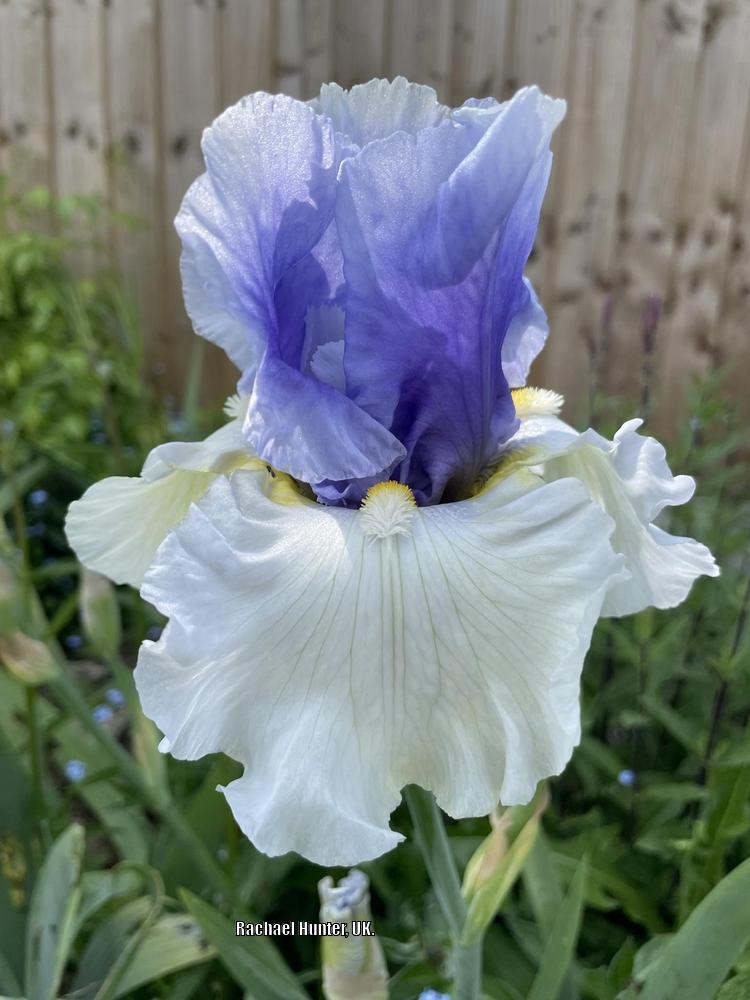 Photo of Tall Bearded Iris (Iris 'Alpenview') uploaded by RachaelHunter