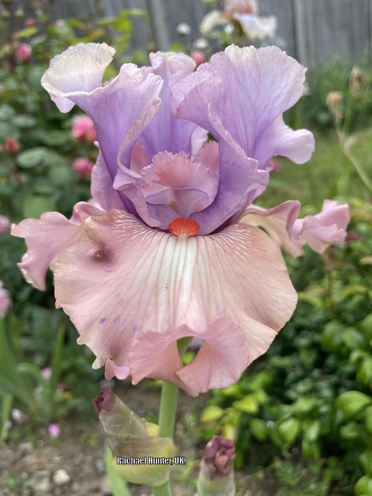 Photo of Tall Bearded Iris (Iris 'How Wonderful') uploaded by RachaelHunter