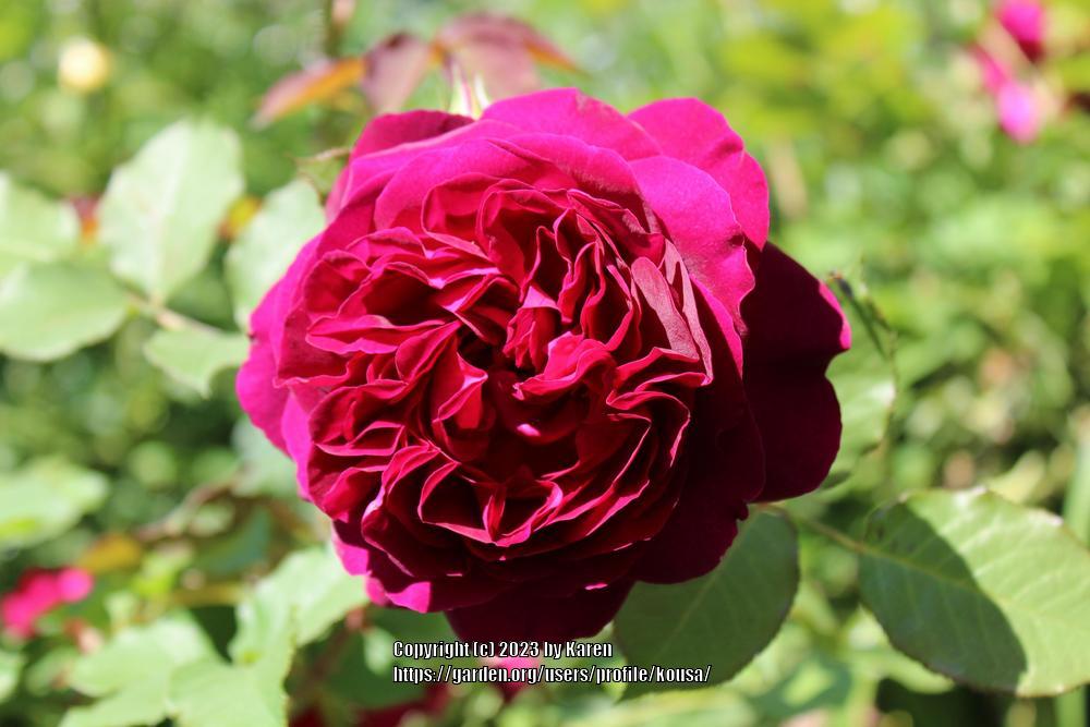 Photo of English Shrub Rose (Rosa 'Munstead Wood') uploaded by kousa