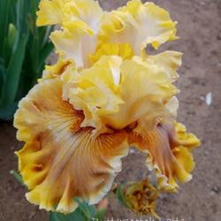 Location: East facing garden zone 6b
Date: May 2023
Maiden bloom. So frilly and ruffled and huge...I almost couldn't 