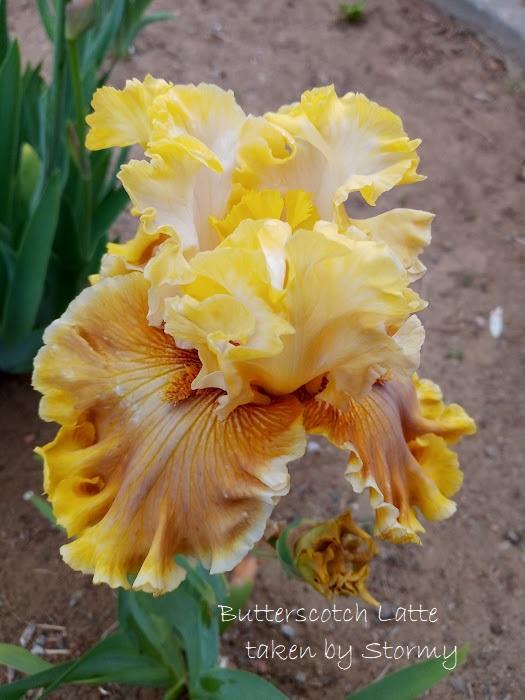 Photo of Tall Bearded Iris (Iris 'Butterscotch Latte') uploaded by scary1785