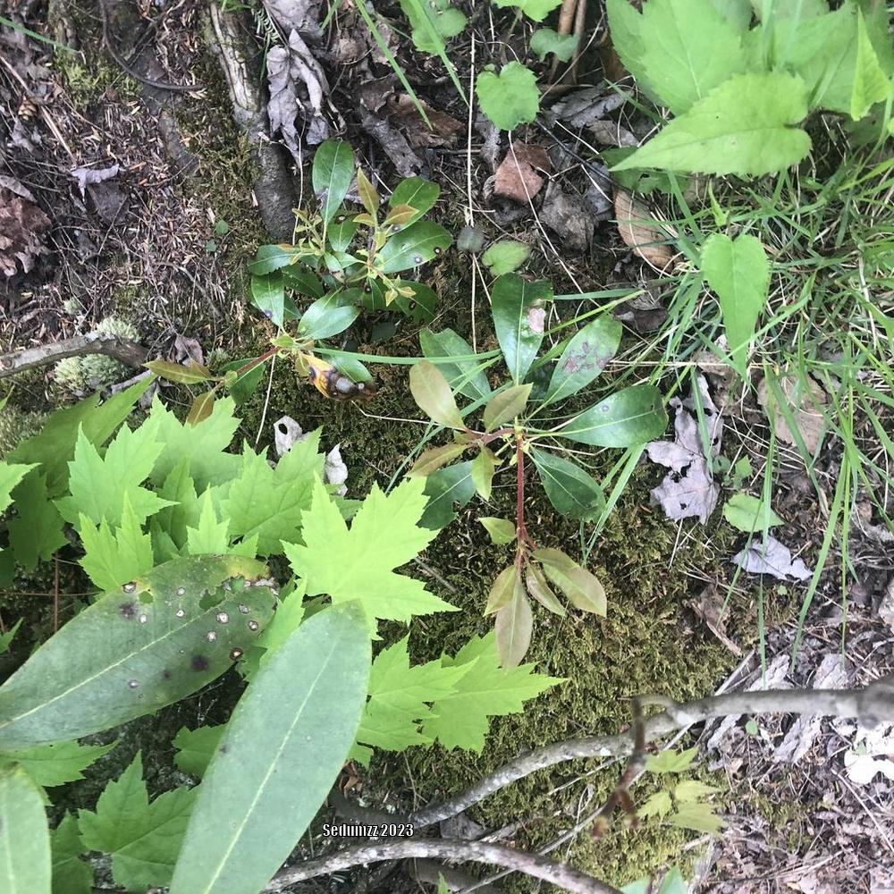 Photo of Mountain Laurel (Kalmia latifolia) uploaded by sedumzz