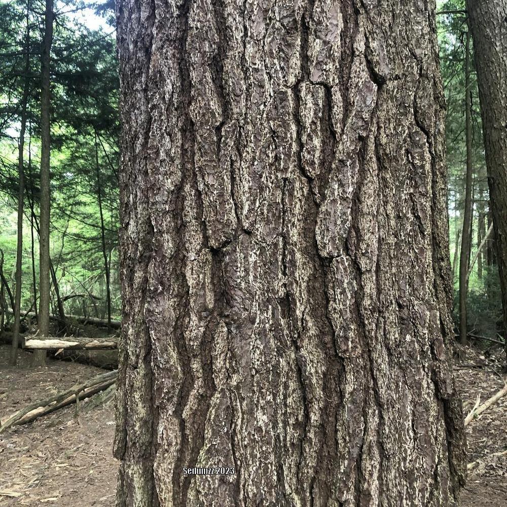 Photo of Eastern White Pine (Pinus strobus) uploaded by sedumzz