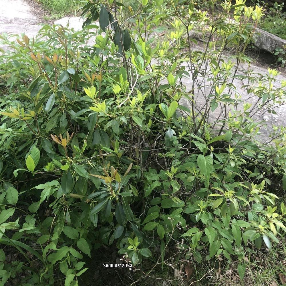 Photo of Mountain Laurel (Kalmia latifolia) uploaded by sedumzz