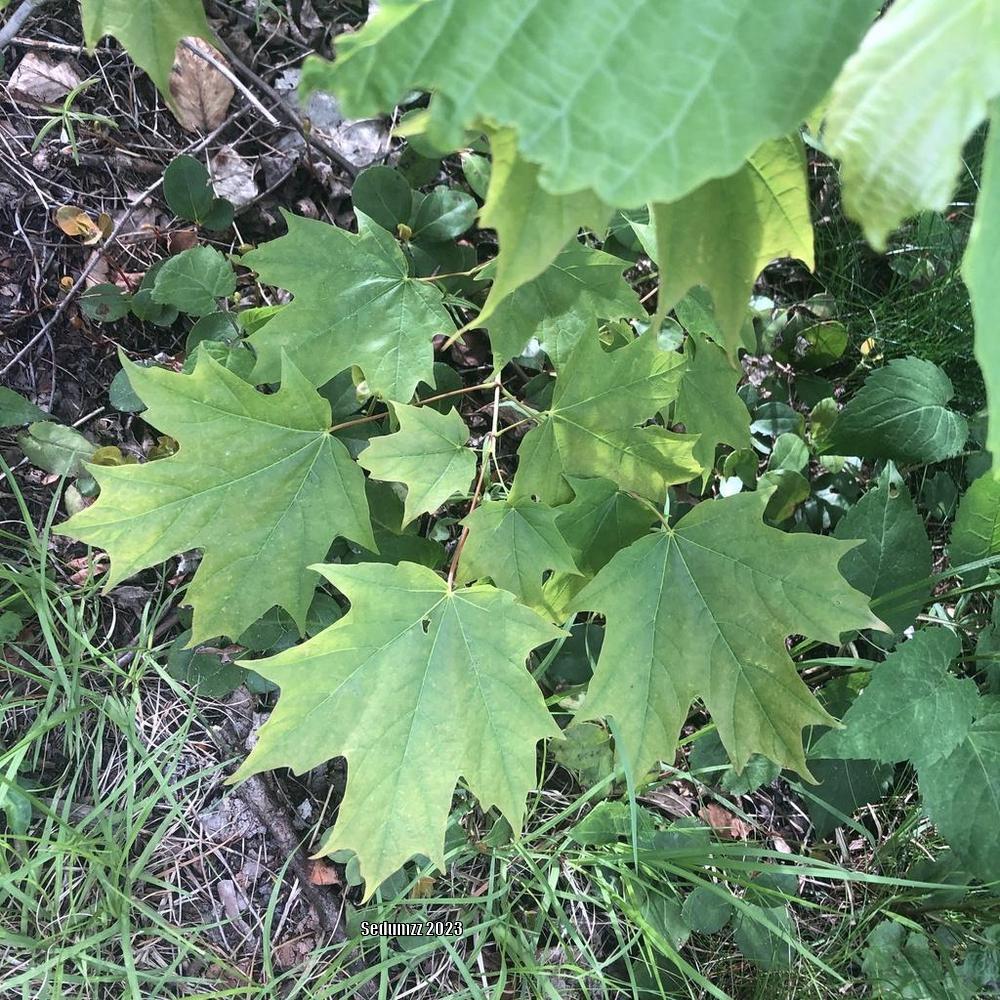 Photo of Silver Maple (Acer saccharinum) uploaded by sedumzz