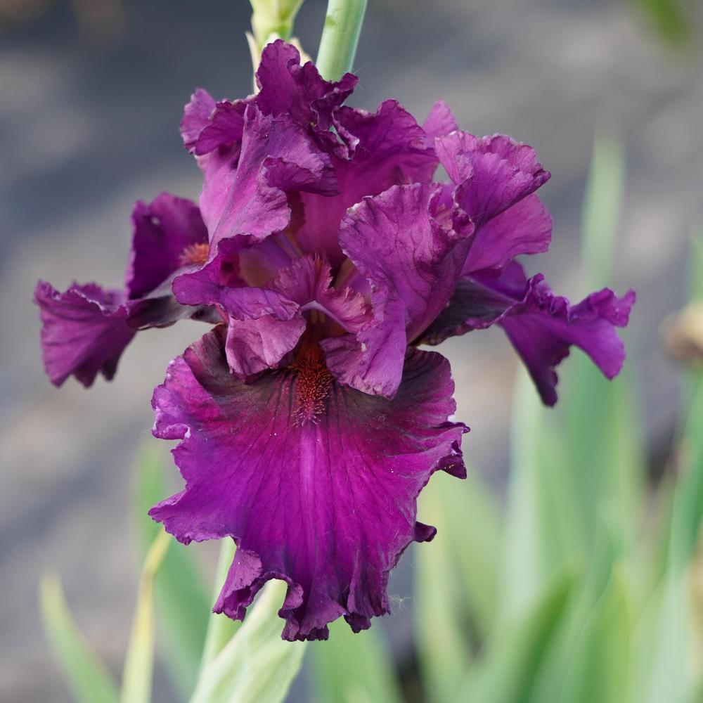 Photo of Tall Bearded Iris (Iris 'Who's a Toff') uploaded by D3LL