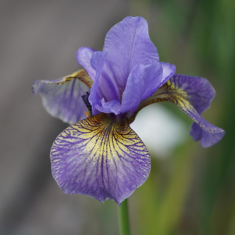 Photo of Siberian Iris (Iris 'Kleiner Schmetterling') uploaded by D3LL