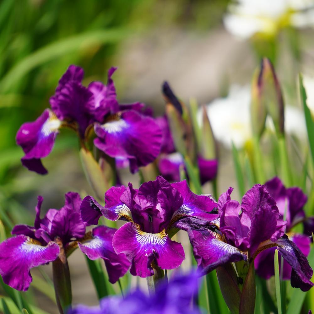 Photo of Siberian Iris (Iris 'Berlin Purple Wine') uploaded by D3LL