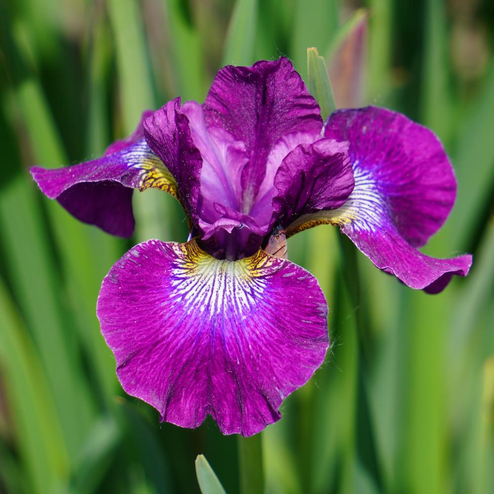 Photo of Siberian Iris (Iris 'Berlin Purple Wine') uploaded by D3LL