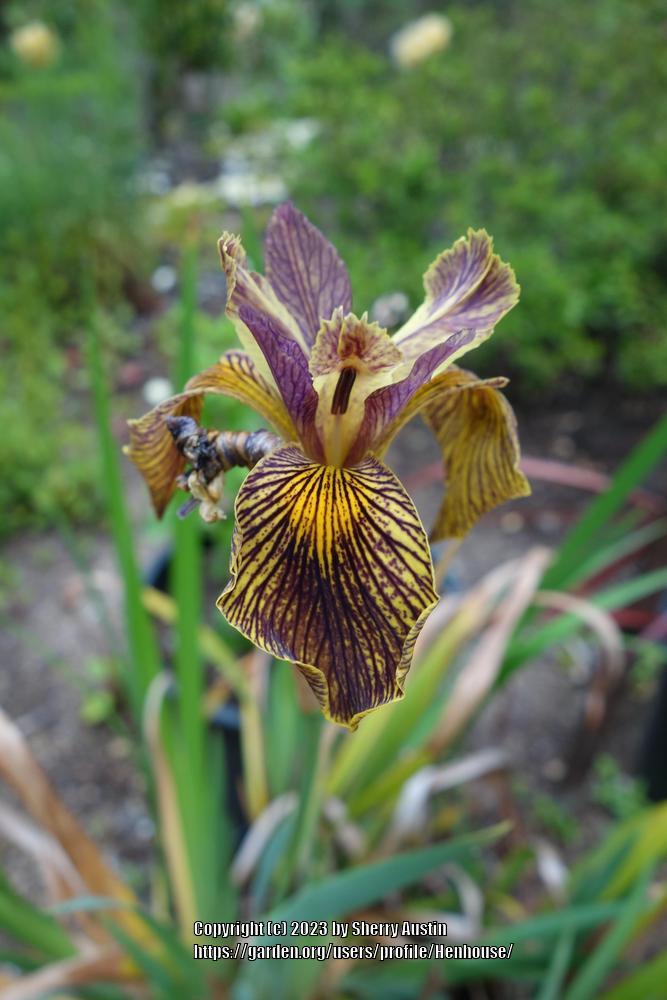 Photo of Species X Iris (Iris 'Holden Clough') uploaded by Henhouse