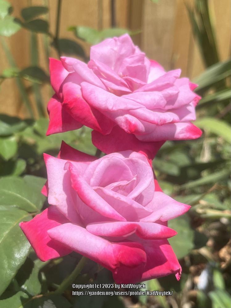 Photo of Rose (Rosa 'Paradise') uploaded by KatWoytek
