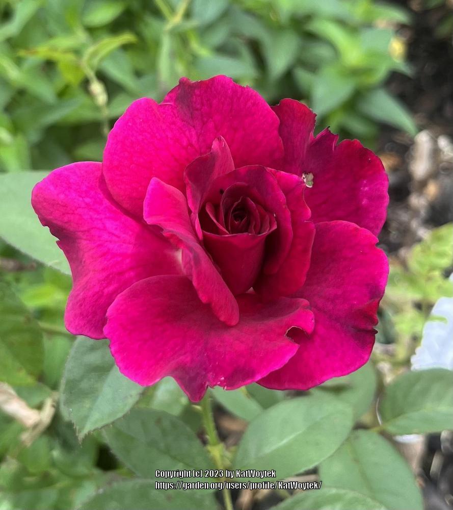 Photo of Rose (Rosa 'Intrigue') uploaded by KatWoytek
