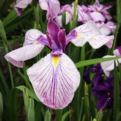 Location: my Zone 7b garden in North Georgia Mountains
Date: 2023-05-30
Iris ensata seedling